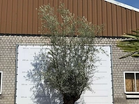 Olijfboom bonsai - olea europaea - ca. 100 jaar oud - hoogte ca. 280 cm - afbeelding 4 van  5