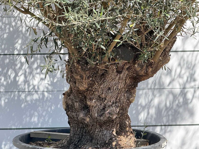 Olijfboom bonsai - olea europaea - ca. 100 jaar oud - hoogte ca. 280 cm - afbeelding 5 van  5