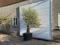 Olijfboom bonsai - olea europaea - ca. 100 jaar oud - hoogte ca. 280 cm - afbeelding 2 van  3