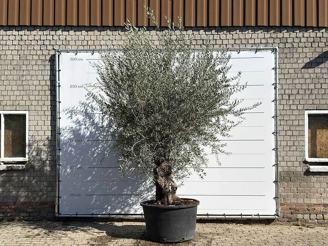 Olijfboom bonsai - olea europaea - ca. 100 jaar oud - hoogte ca. 300 cm - afbeelding 1 van  3