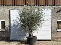 Olijfboom bonsai - olea europaea - ca. 100 jaar oud - hoogte ca. 300 cm
