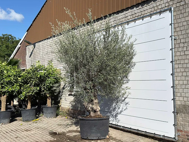 Olijfboom bonsai - olea europaea - ca. 100 jaar oud - hoogte ca. 300 cm - afbeelding 2 van  3