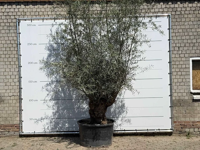 Olijfboom bonsai - olea europaea - ca. 100 jaar oud - hoogte ca. 300 cm - afbeelding 1 van  5