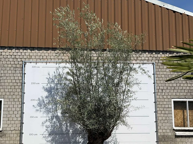 Olijfboom bonsai - olea europaea - ca. 100 jaar oud - hoogte ca. 300 cm - afbeelding 3 van  5
