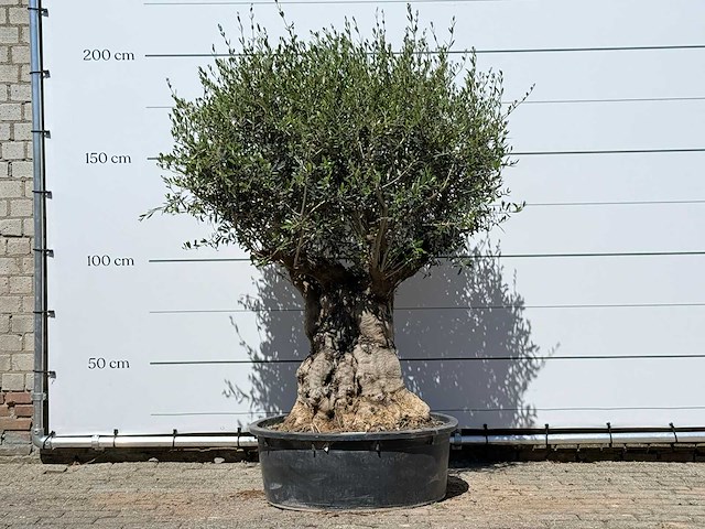Olijfboom bonsai - olea europaea - ca. 50 jaar oud - hoogte ca. 200 cm - afbeelding 1 van  6