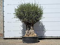 Olijfboom bonsai - olea europaea - ca. 50 jaar oud - hoogte ca. 200 cm - afbeelding 1 van  6