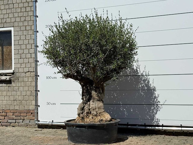 Olijfboom bonsai - olea europaea - ca. 50 jaar oud - hoogte ca. 200 cm - afbeelding 2 van  6