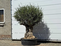 Olijfboom bonsai - olea europaea - ca. 50 jaar oud - hoogte ca. 200 cm - afbeelding 2 van  6