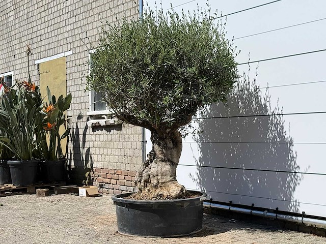 Olijfboom bonsai - olea europaea - ca. 50 jaar oud - hoogte ca. 200 cm - afbeelding 3 van  6