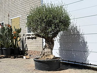 Olijfboom bonsai - olea europaea - ca. 50 jaar oud - hoogte ca. 200 cm - afbeelding 3 van  6