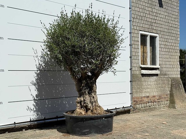 Olijfboom bonsai - olea europaea - ca. 50 jaar oud - hoogte ca. 200 cm - afbeelding 4 van  6