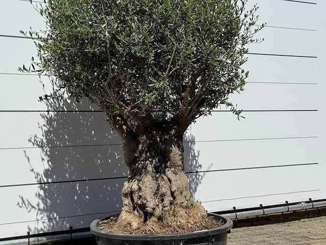 Olijfboom bonsai - olea europaea - ca. 50 jaar oud - hoogte ca. 200 cm - afbeelding 5 van  6