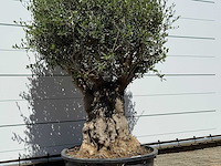 Olijfboom bonsai - olea europaea - ca. 50 jaar oud - hoogte ca. 200 cm - afbeelding 5 van  6