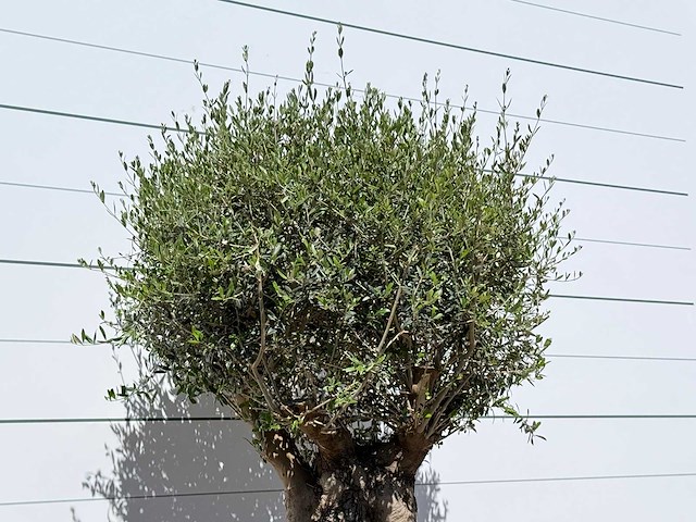 Olijfboom bonsai - olea europaea - ca. 50 jaar oud - hoogte ca. 200 cm - afbeelding 6 van  6