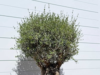 Olijfboom bonsai - olea europaea - ca. 50 jaar oud - hoogte ca. 200 cm - afbeelding 6 van  6