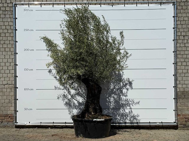 Olijfboom bonsai - olea europaea - ca. 50 jaar oud - hoogte ca. 280 cm - afbeelding 1 van  5