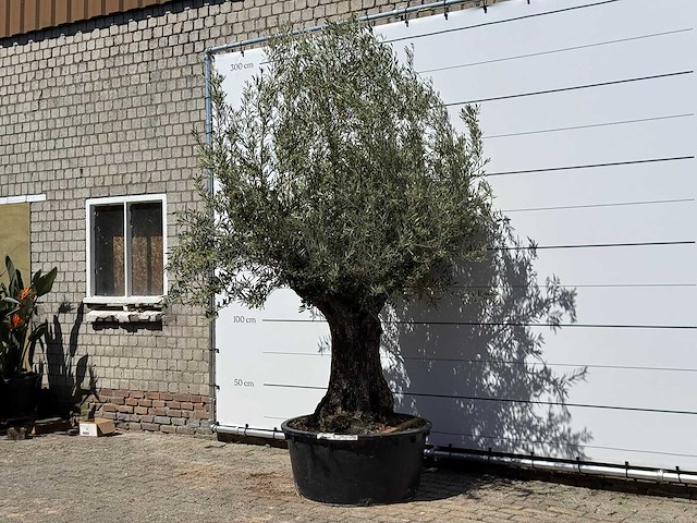 Olijfboom bonsai - olea europaea - ca. 50 jaar oud - hoogte ca. 280 cm - afbeelding 2 van  5