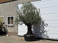 Olijfboom bonsai - olea europaea - ca. 50 jaar oud - hoogte ca. 280 cm - afbeelding 2 van  5