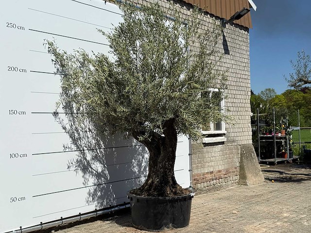 Olijfboom bonsai - olea europaea - ca. 50 jaar oud - hoogte ca. 280 cm - afbeelding 3 van  5