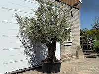 Olijfboom bonsai - olea europaea - ca. 50 jaar oud - hoogte ca. 280 cm - afbeelding 3 van  5