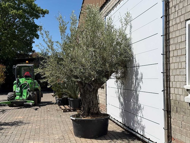 Olijfboom bonsai - olea europaea - ca. 50 jaar oud - hoogte ca. 280 cm - afbeelding 4 van  5