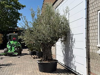 Olijfboom bonsai - olea europaea - ca. 50 jaar oud - hoogte ca. 280 cm - afbeelding 4 van  5