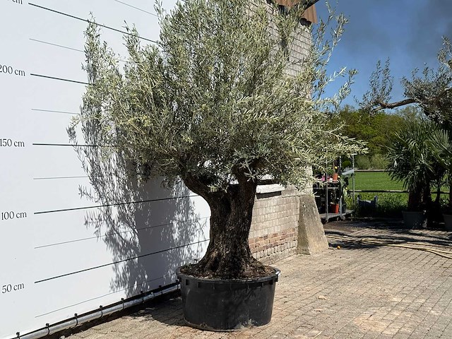 Olijfboom bonsai - olea europaea - ca. 50 jaar oud - hoogte ca. 280 cm - afbeelding 5 van  5