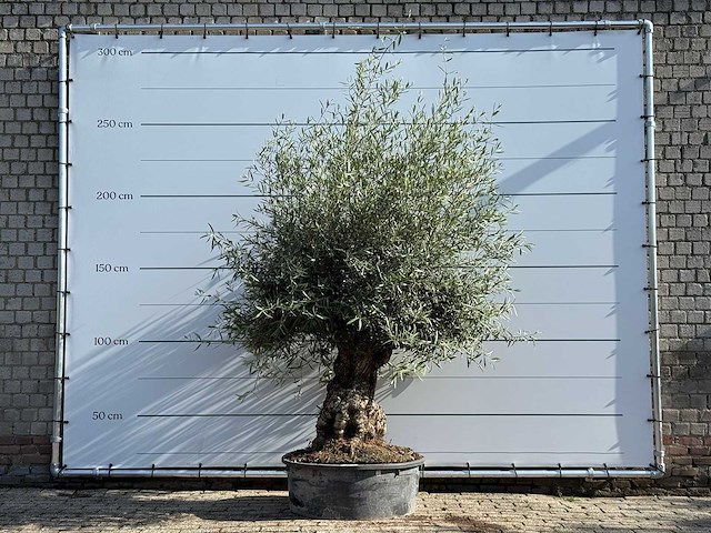 Olijfboom bonsai - olea europaea - ca. 60 jaar oud - hoogte ca. 250 cm - afbeelding 1 van  5