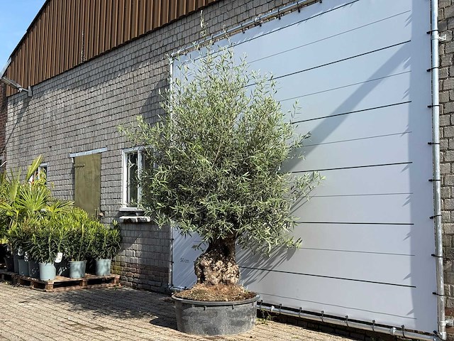 Olijfboom bonsai - olea europaea - ca. 60 jaar oud - hoogte ca. 250 cm - afbeelding 2 van  5
