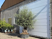 Olijfboom bonsai - olea europaea - ca. 60 jaar oud - hoogte ca. 250 cm - afbeelding 2 van  5
