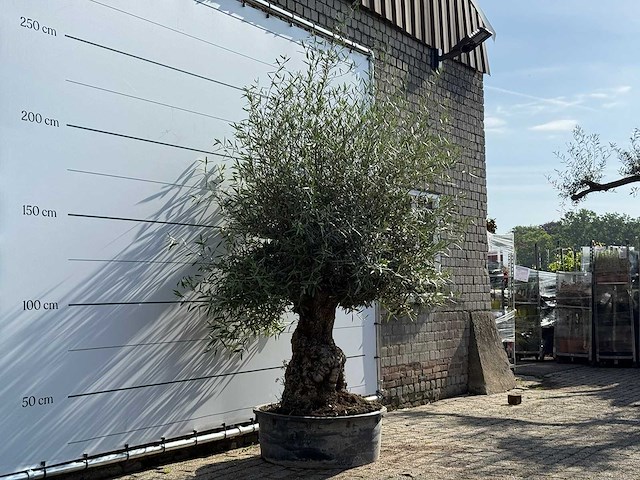 Olijfboom bonsai - olea europaea - ca. 60 jaar oud - hoogte ca. 250 cm - afbeelding 3 van  5