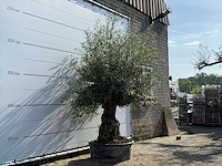 Olijfboom bonsai - olea europaea - ca. 60 jaar oud - hoogte ca. 250 cm - afbeelding 3 van  5