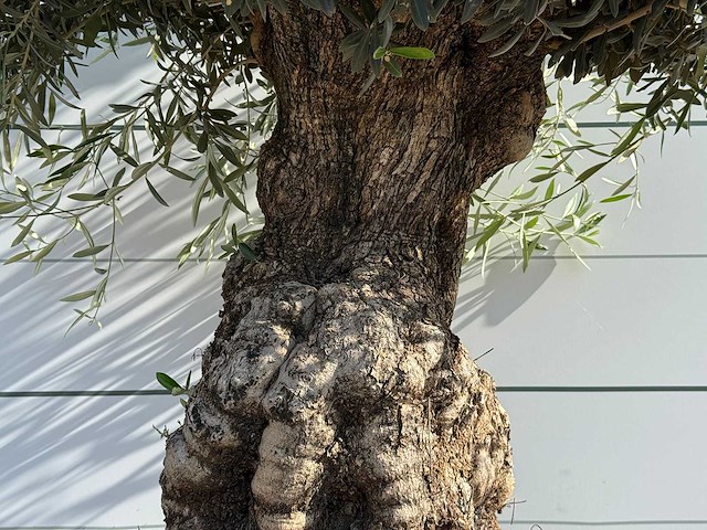 Olijfboom bonsai - olea europaea - ca. 60 jaar oud - hoogte ca. 250 cm - afbeelding 4 van  5