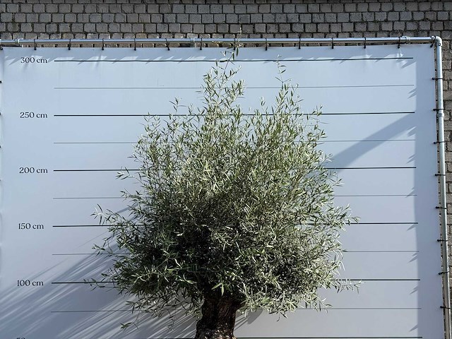 Olijfboom bonsai - olea europaea - ca. 60 jaar oud - hoogte ca. 250 cm - afbeelding 5 van  5