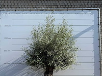 Olijfboom bonsai - olea europaea - ca. 60 jaar oud - hoogte ca. 250 cm - afbeelding 5 van  5