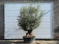 Olijfboom bonsai - olea europaea - ca. 60 jaar oud - hoogte ca. 270 cm