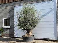 Olijfboom bonsai - olea europaea - ca. 60 jaar oud - hoogte ca. 270 cm - afbeelding 2 van  6