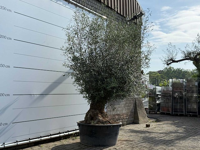 Olijfboom bonsai - olea europaea - ca. 60 jaar oud - hoogte ca. 270 cm - afbeelding 4 van  6
