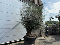Olijfboom bonsai - olea europaea - ca. 60 jaar oud - hoogte ca. 270 cm - afbeelding 4 van  6