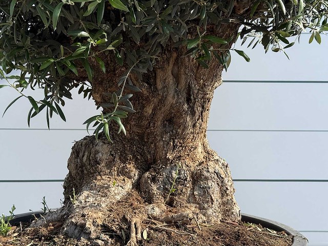Olijfboom bonsai - olea europaea - ca. 60 jaar oud - hoogte ca. 270 cm - afbeelding 5 van  6