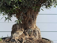 Olijfboom bonsai - olea europaea - ca. 60 jaar oud - hoogte ca. 270 cm - afbeelding 5 van  6