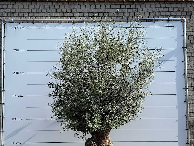Olijfboom bonsai - olea europaea - ca. 60 jaar oud - hoogte ca. 270 cm - afbeelding 6 van  6