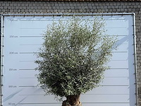 Olijfboom bonsai - olea europaea - ca. 60 jaar oud - hoogte ca. 270 cm - afbeelding 6 van  6