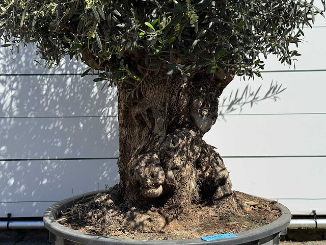 Olijfboom bonsai - olea europaea - ca. 75 jaar oud - hoogte ca. 250 cm - afbeelding 10 van  10
