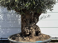 Olijfboom bonsai - olea europaea - ca. 75 jaar oud - hoogte ca. 250 cm - afbeelding 10 van  10