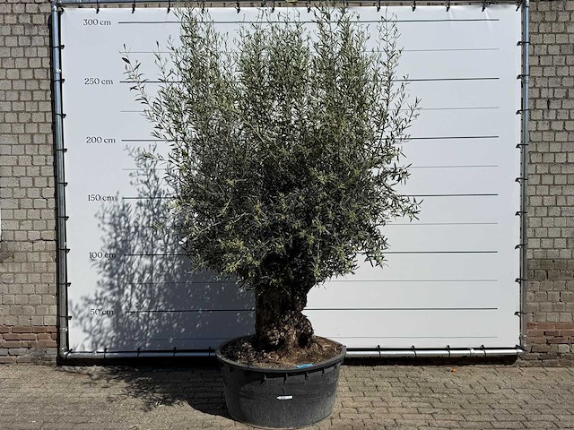 Olijfboom bonsai - olea europaea - ca. 75 jaar oud - hoogte ca. 250 cm - afbeelding 1 van  10