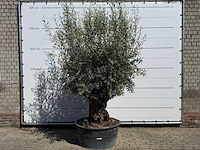 Olijfboom bonsai - olea europaea - ca. 75 jaar oud - hoogte ca. 250 cm - afbeelding 1 van  10