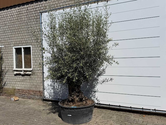 Olijfboom bonsai - olea europaea - ca. 75 jaar oud - hoogte ca. 250 cm - afbeelding 2 van  10
