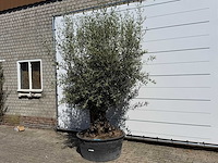 Olijfboom bonsai - olea europaea - ca. 75 jaar oud - hoogte ca. 250 cm - afbeelding 2 van  10