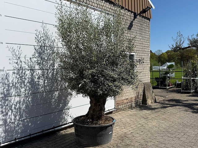 Olijfboom bonsai - olea europaea - ca. 75 jaar oud - hoogte ca. 250 cm - afbeelding 3 van  10